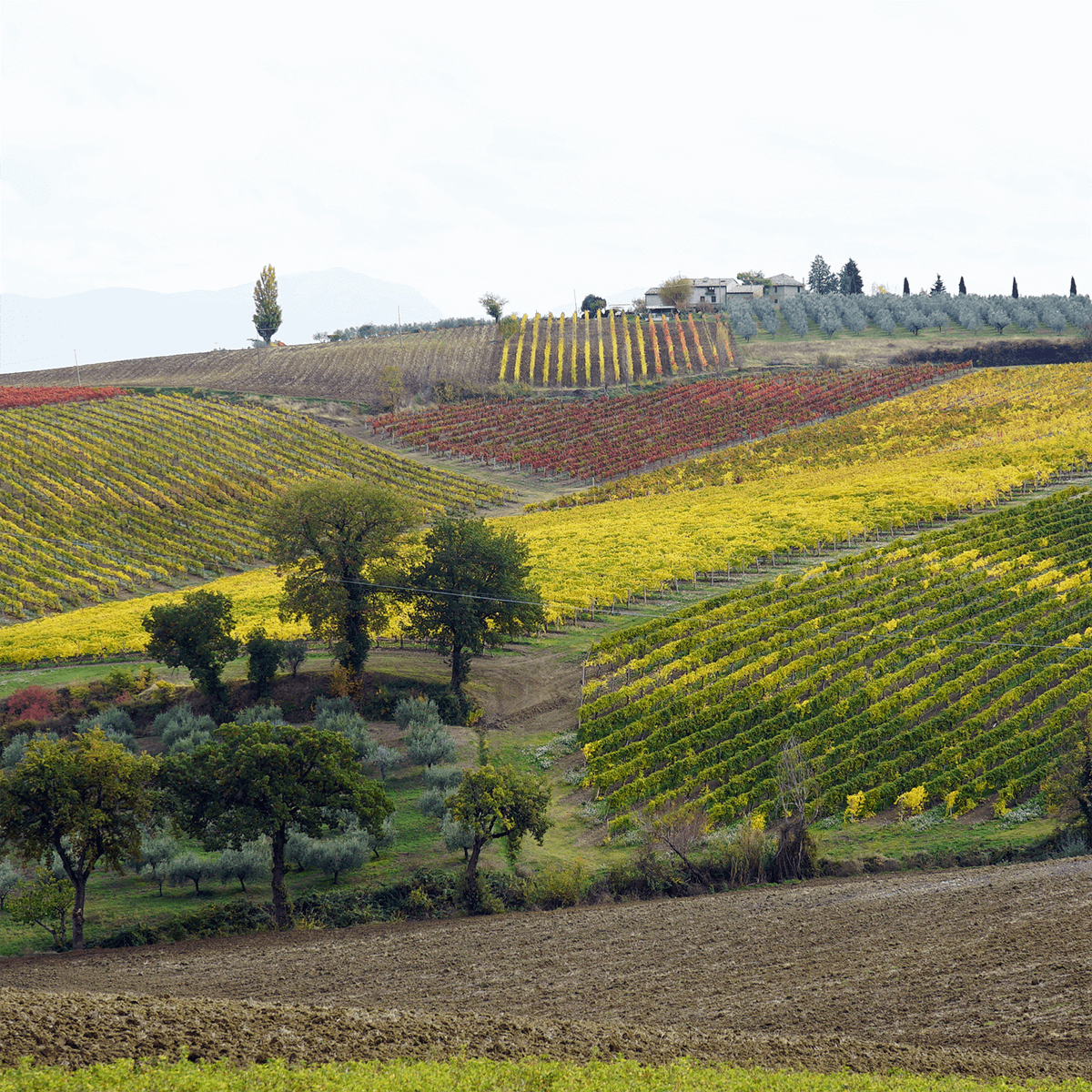Cantina Benedetti & Grigi
